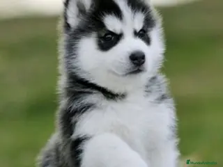 Husky Siberiano perros CAMADA HUSKY SIBERIANO DISPONIBLE - Anuncio 2