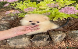 Pomerania perros en venta: Pomerania listos para entregar!!! - Imagen 8