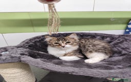 Persa gatos en venta: Persa ( cruce) - Imagen 2