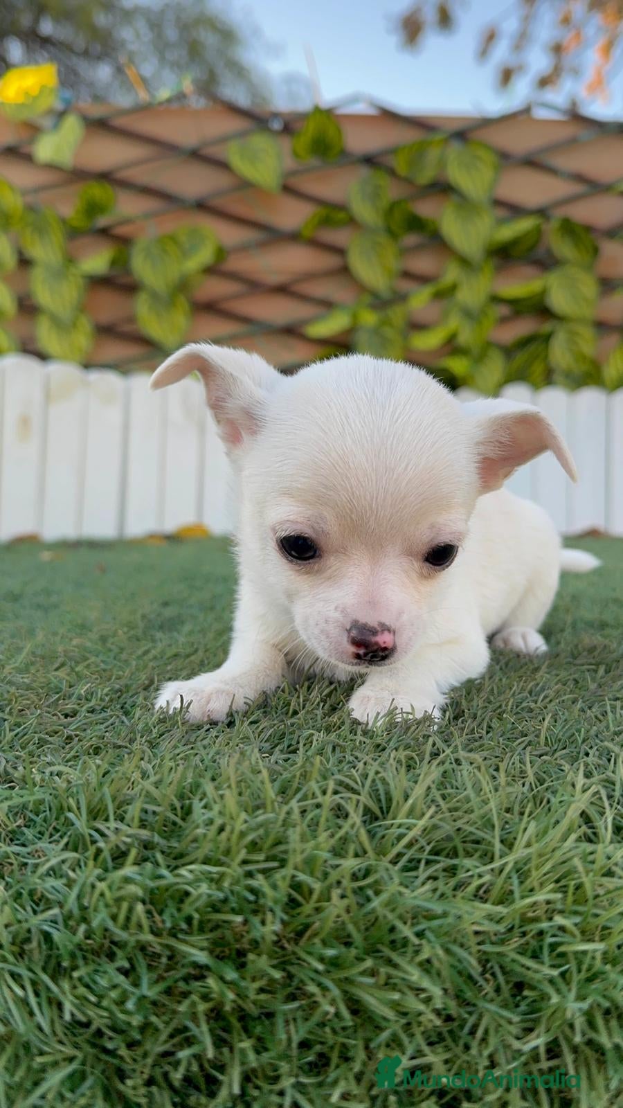 Chihuahua perros CHIHUAHUA MACHO - Anuncio 1