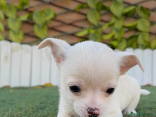 Chihuahua perros CHIHUAHUA MACHO - Anuncio 1