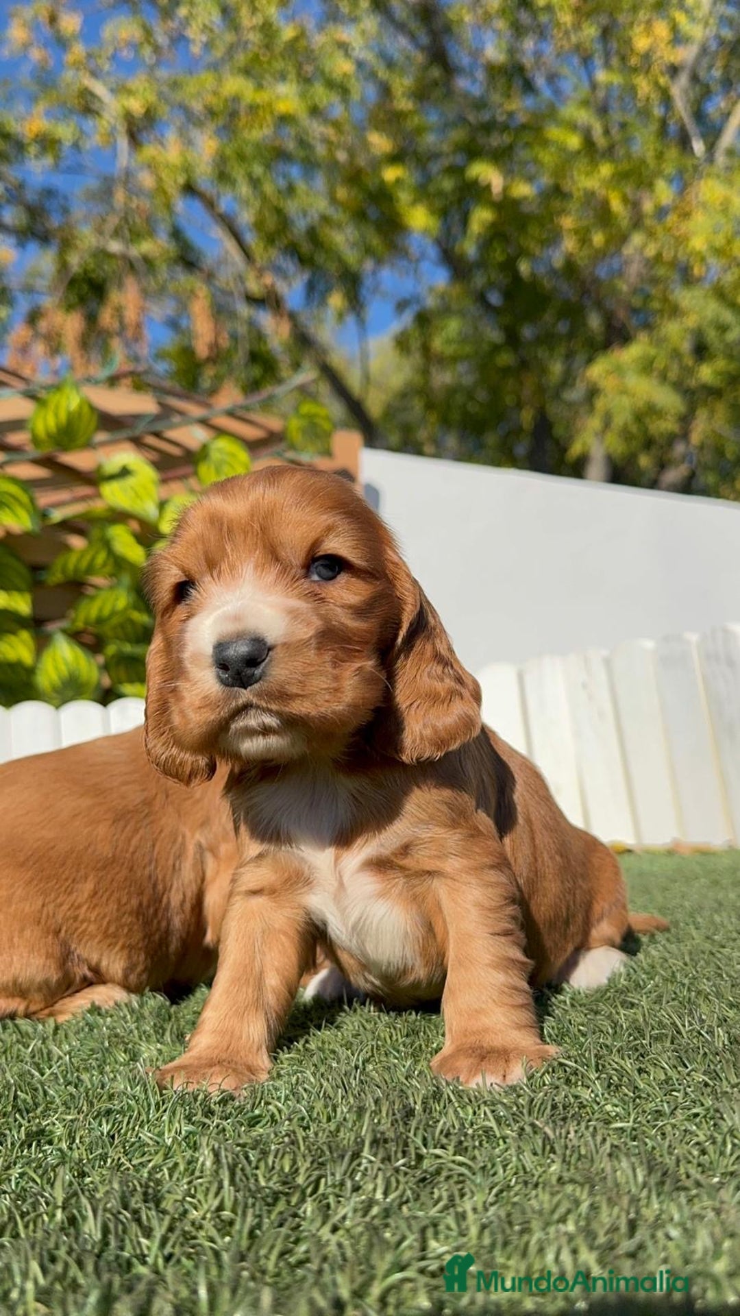 Cocker Spaniel Inglés perros en venta: COCKER SPANIEL INGLES - Anuncio 9