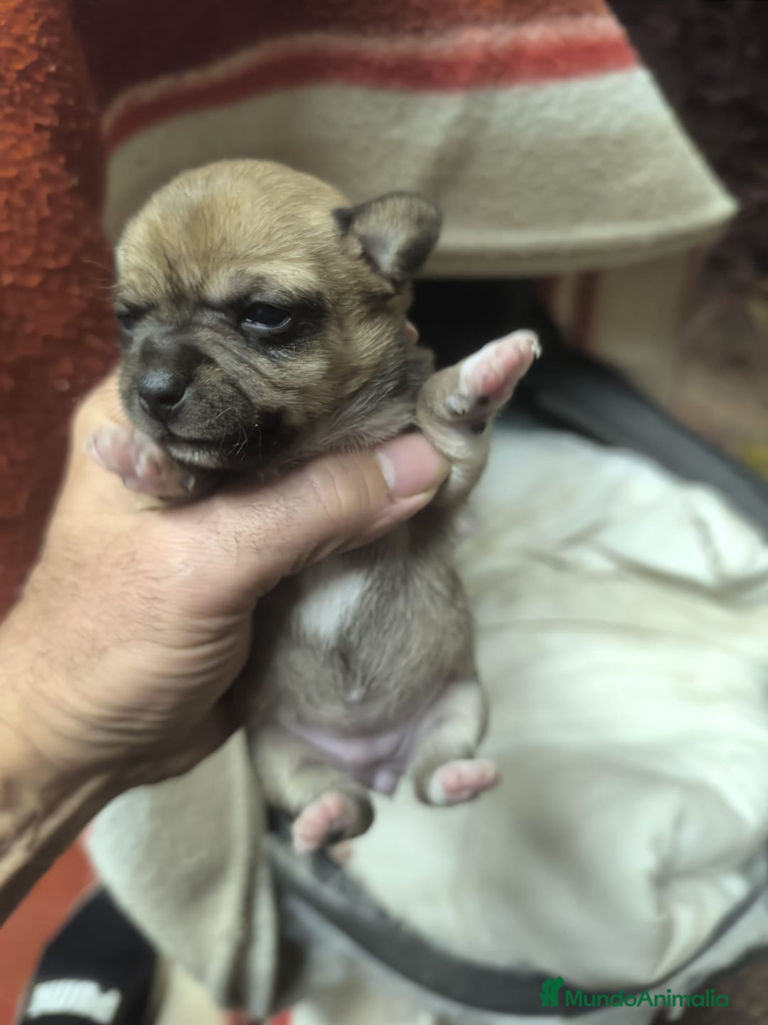 Chihuahua perros en venta: Chihuahuas tea cup Exclusivos - Anuncio 3