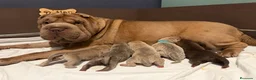 Shar Pei perros en venta: Shar-pei línea americana  - Anuncio 2