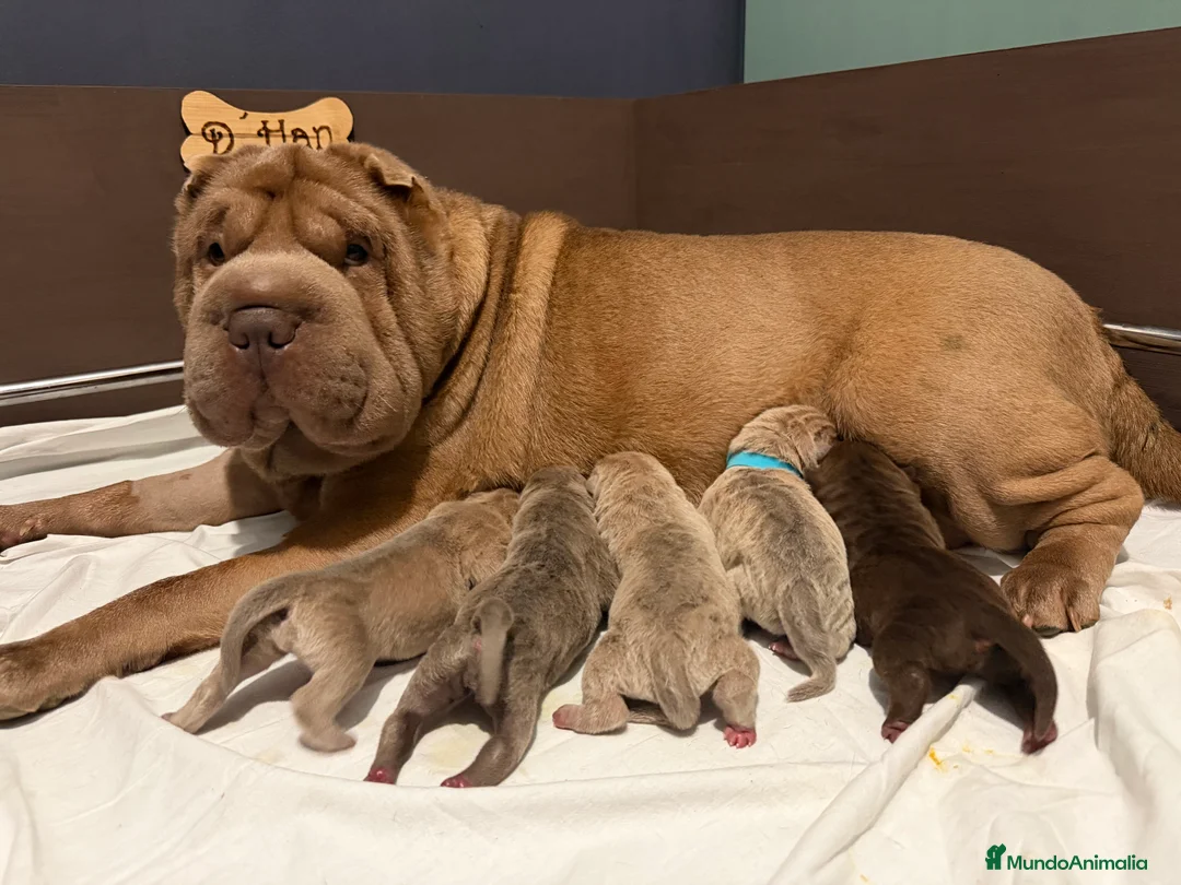 Shar Pei perros en venta: Shar-pei línea americana  - Anuncio 2