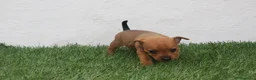 Raza Mixta perros en venta: Minijack - Anuncio 7