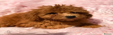 Caniche Enano 1