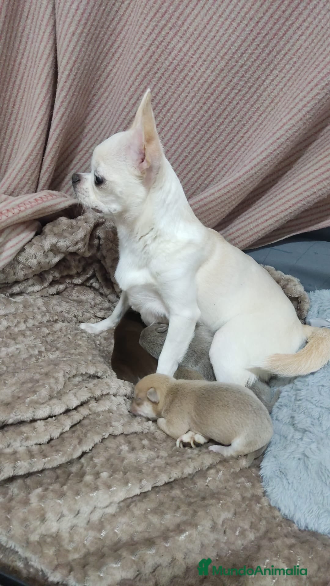 Chihuahua perros en venta: Disponible Chihuahuas Rusos Machos - Anuncio 13