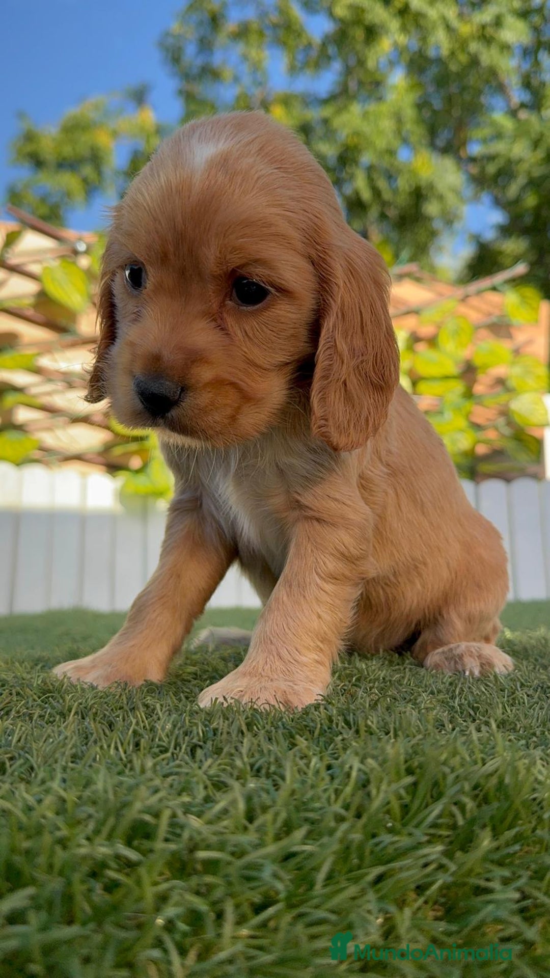 Cocker Spaniel Inglés perros en venta: COCKER SPANIEL INGLES HEMBRA - Imagen 11