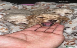 Caniche Toy perros en venta: Caniche toy - Imagen 3