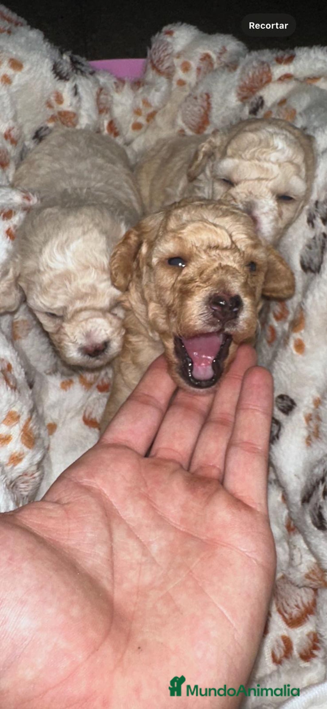 Caniche Toy perros en venta: Caniche toy - Imagen 3