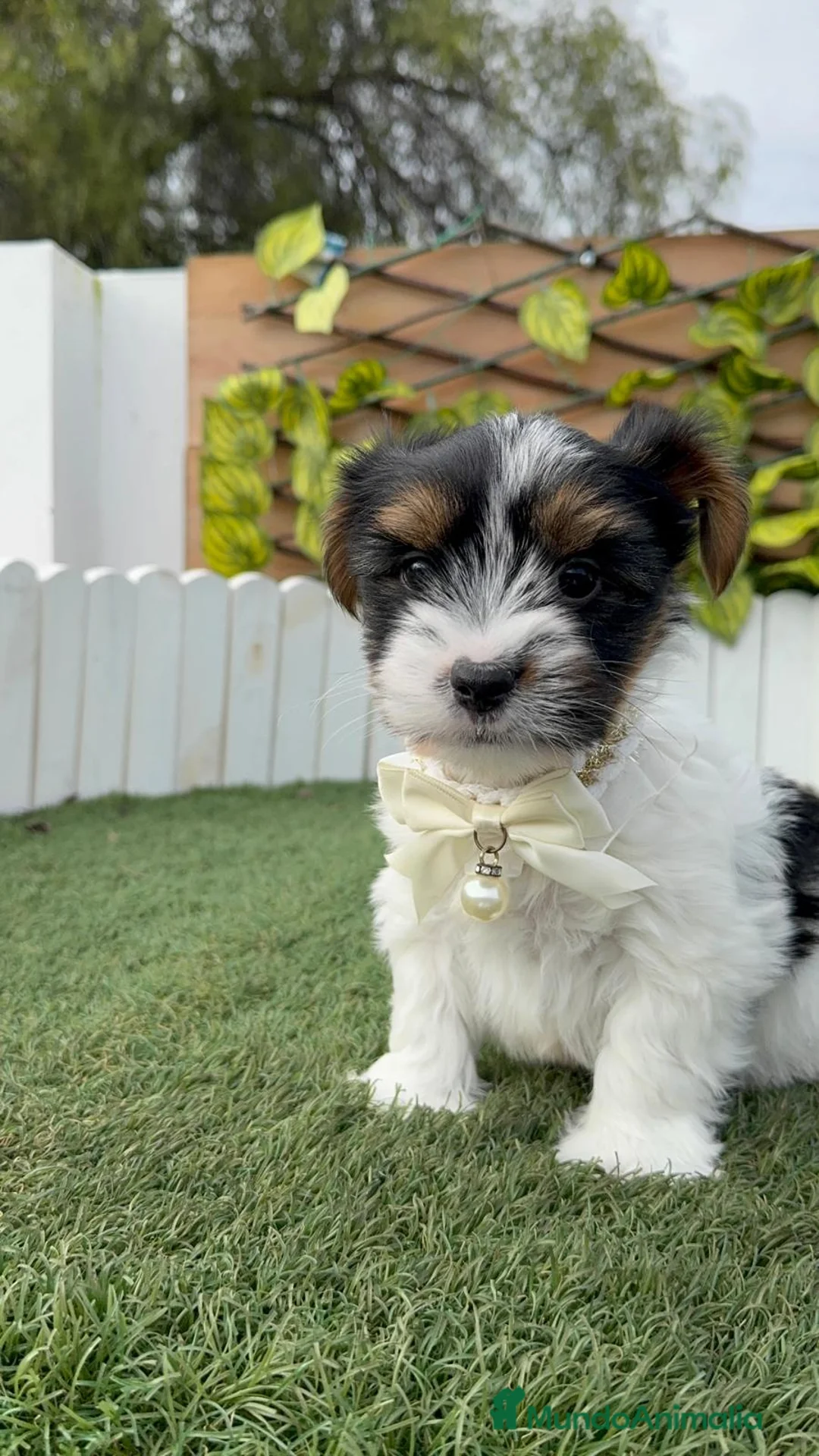 Yorkshire Terrier perros en venta: YORKSHIRE BIEWER - Anuncio 5