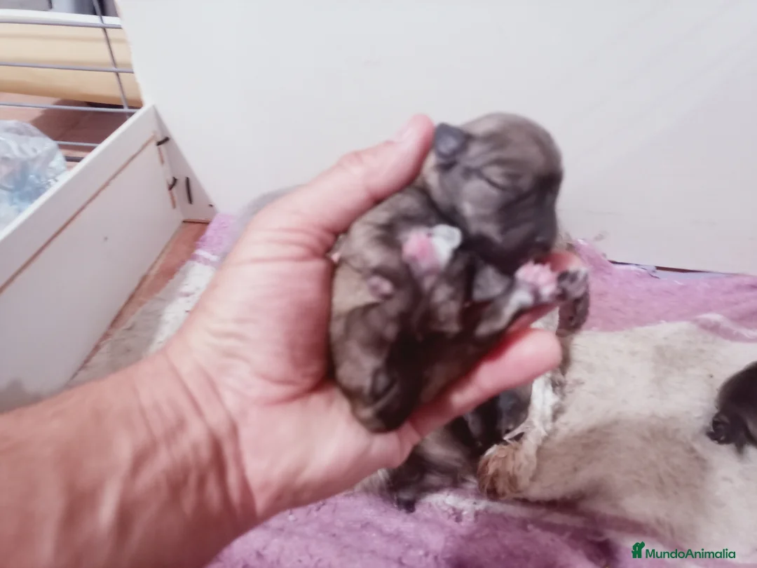 Schnauzer Miniatura perros en venta: Schnauzer cachorros  - Anuncio 8