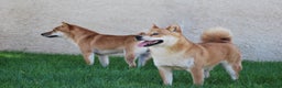 Shiba Inu perros en venta: SHIBA INU en Madrid - Anuncio 7