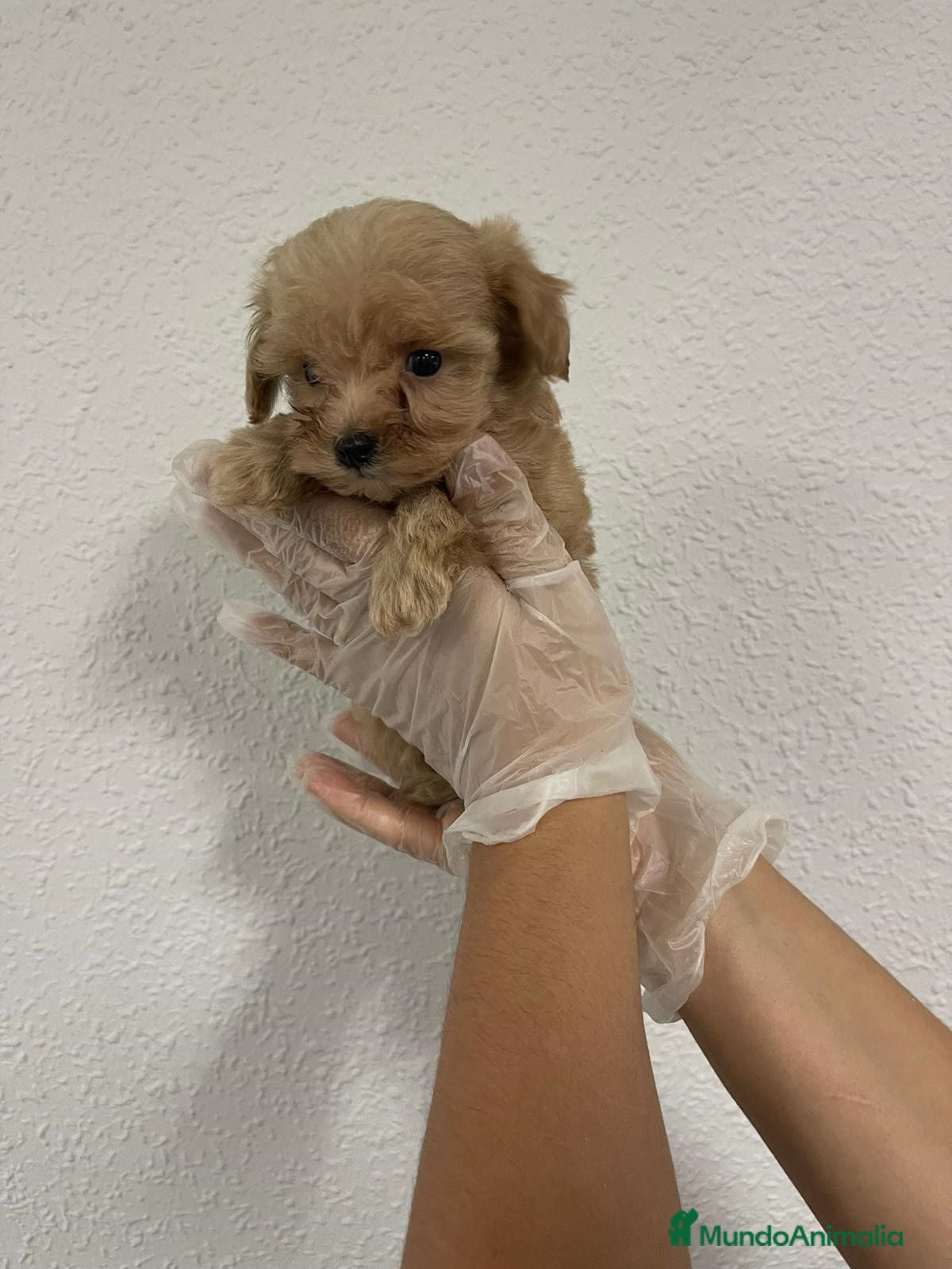 Maltipoo perros maltipoo del valle  - Anuncio 2