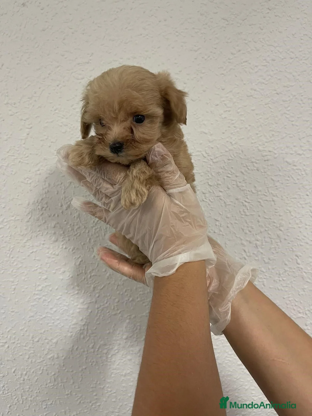 Maltipoo perros en venta: maltipoo del valle  - Anuncio 1