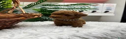 Caniche Toy perros en venta: CANICHE TOY - Anuncio 6