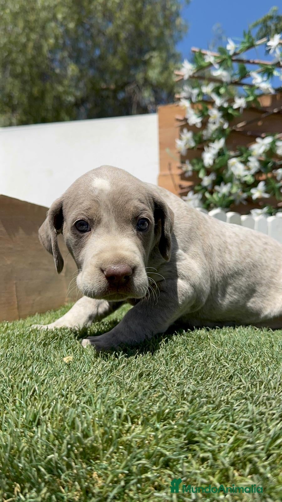 Braco Alemán de Pelo Corto perros en venta: BRACO ALEMAN - Anuncio 12