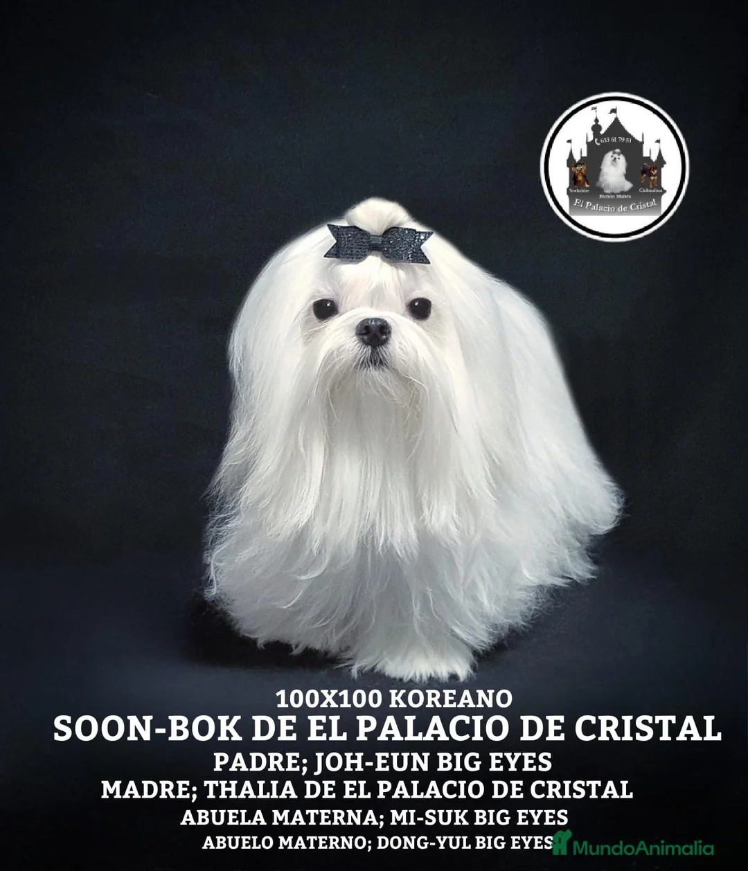 Bichón Maltés perros en venta:  BICHÓN MALTÉS LÍNEA COREANA 100% – EXCLUSIVO ✨ - Anuncio 1