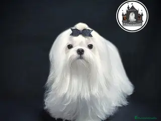 Bichón Maltés perros BICHÓN MALTÉS LÍNEA COREANA 100% – EXCLUSIVO ✨ - Anuncio 12