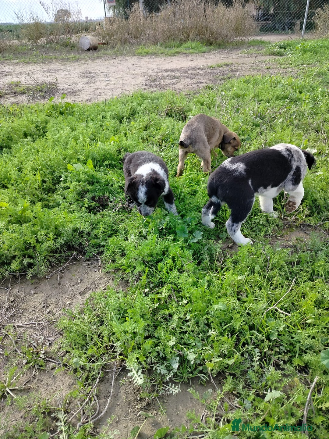 Border Collie perros en venta: BORDER COLLIE - Anuncio 6