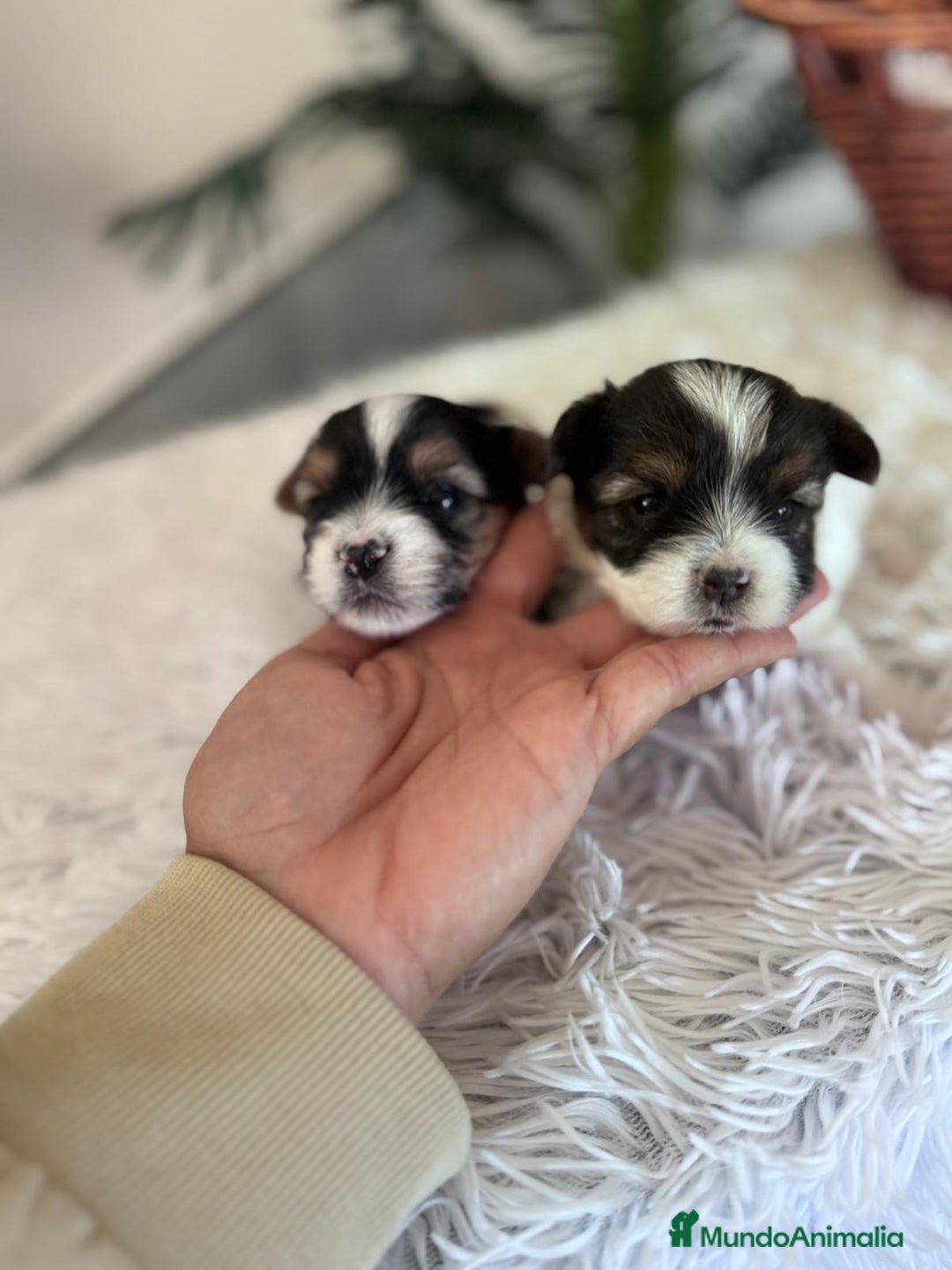 Yorkshire Terrier perros en venta: YORKSHIRE BIEWER - Anuncio 18