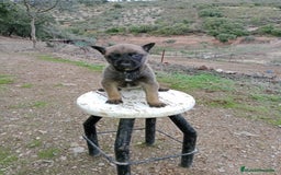 Pastor Belga Malinois perros en venta: CACHORROS DE BELGA MALINOIS  - Imagen 6