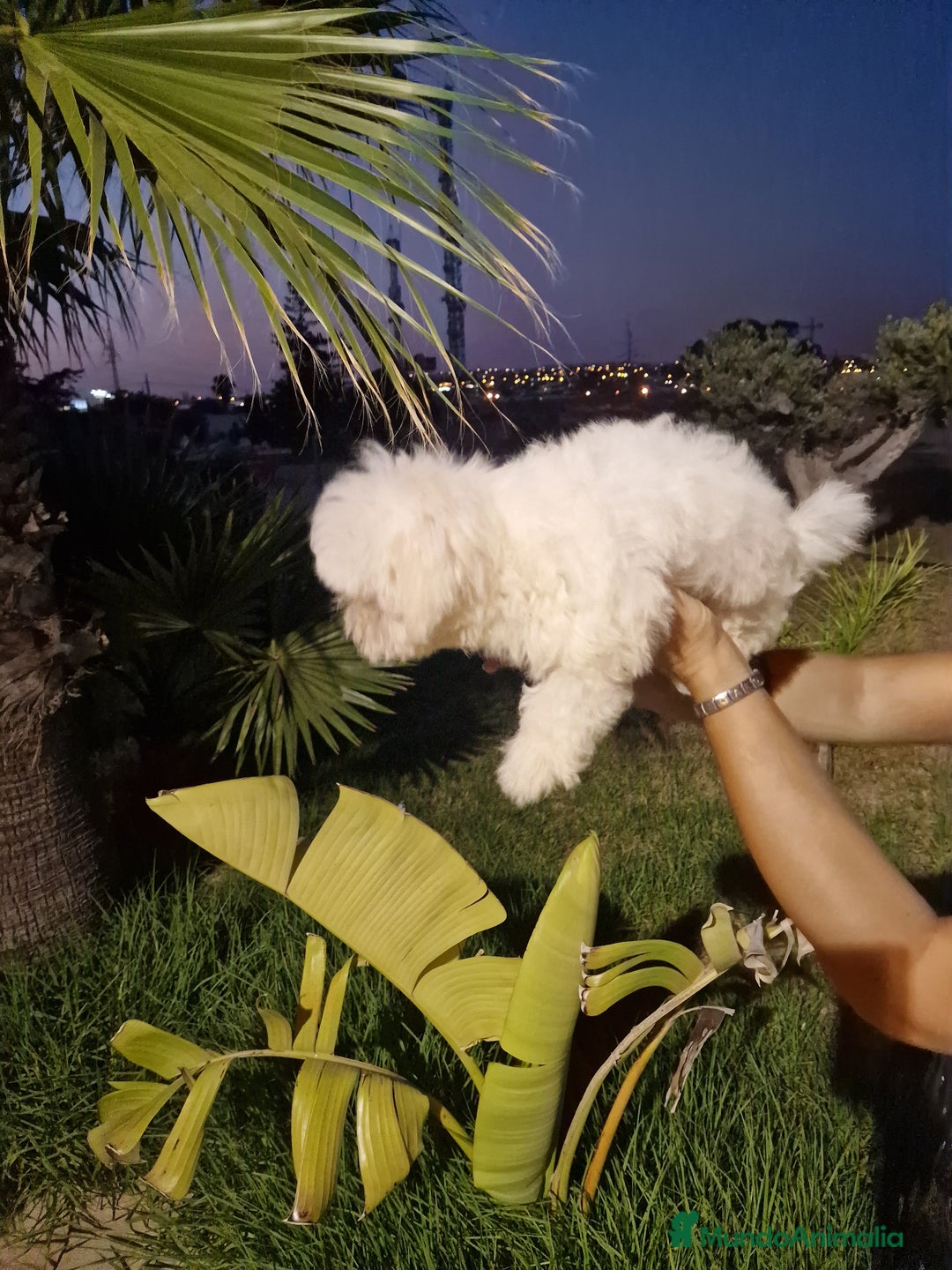 Bichón Maltés perros en venta: Bichon maltes precio real  - Imagen 5