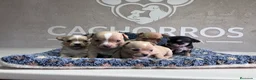 Chihuahua perros en venta: Chihuhua  - Anuncio 3