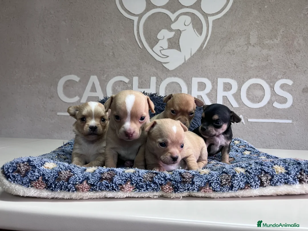 Chihuahua perros en venta: Chihuhua  - Anuncio 3
