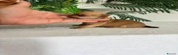 Chihuahua perros en venta: CHIHUAHUA  - Anuncio 2