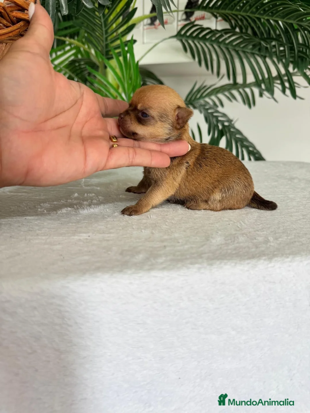 Chihuahua perros en venta: CHIHUAHUA  - Anuncio 2