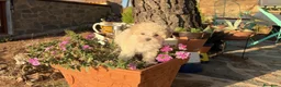 Maltipoo perros en venta: Maltipoo toy hembra disponible  - Anuncio 5