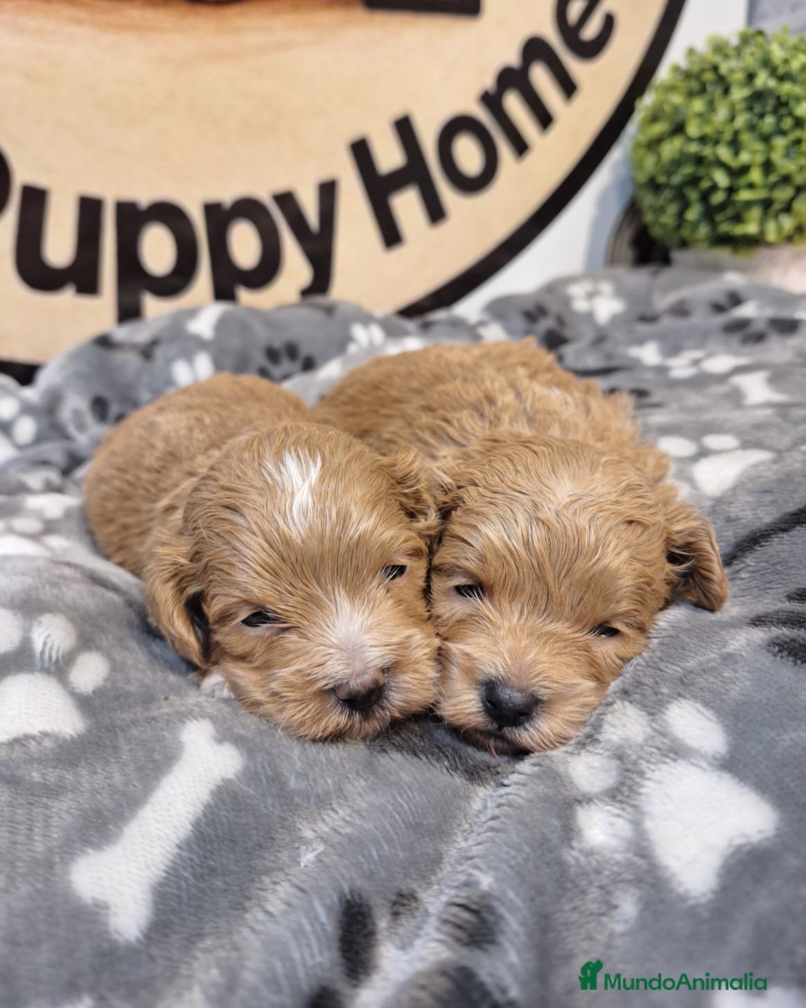 Maltipoo perros Maltipoo - Anuncio 1