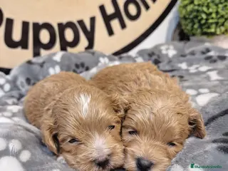 Maltipoo perros Maltipoo - Anuncio 1