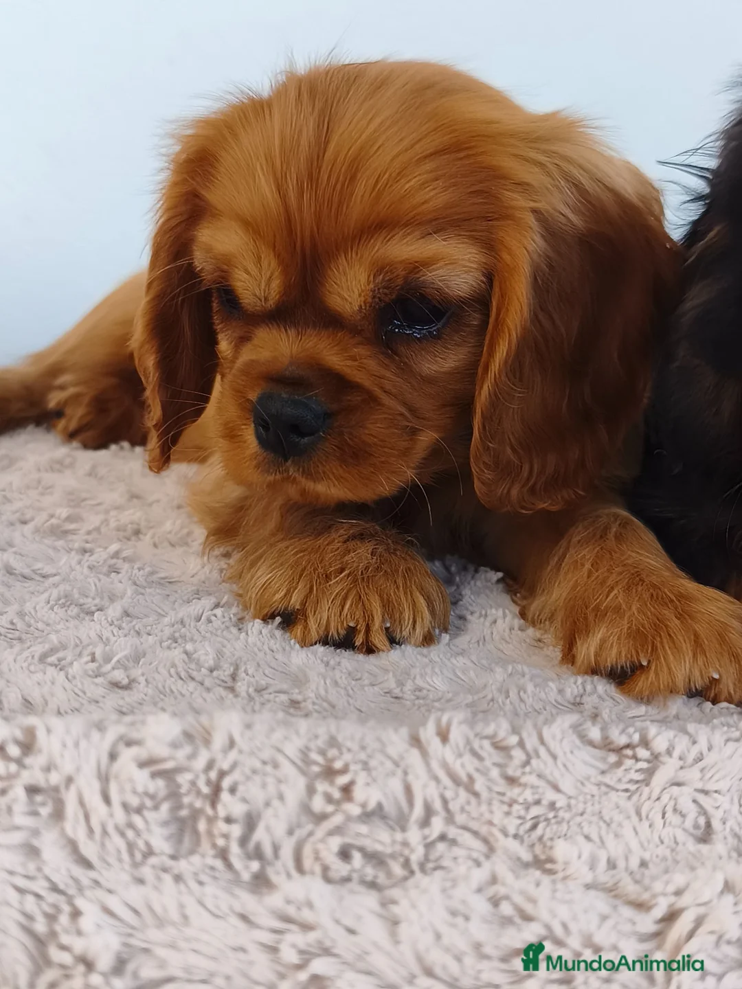 Cavalier King Charles Spaniel perros en venta: Cachorros negro fuego y ruby - Anuncio 7