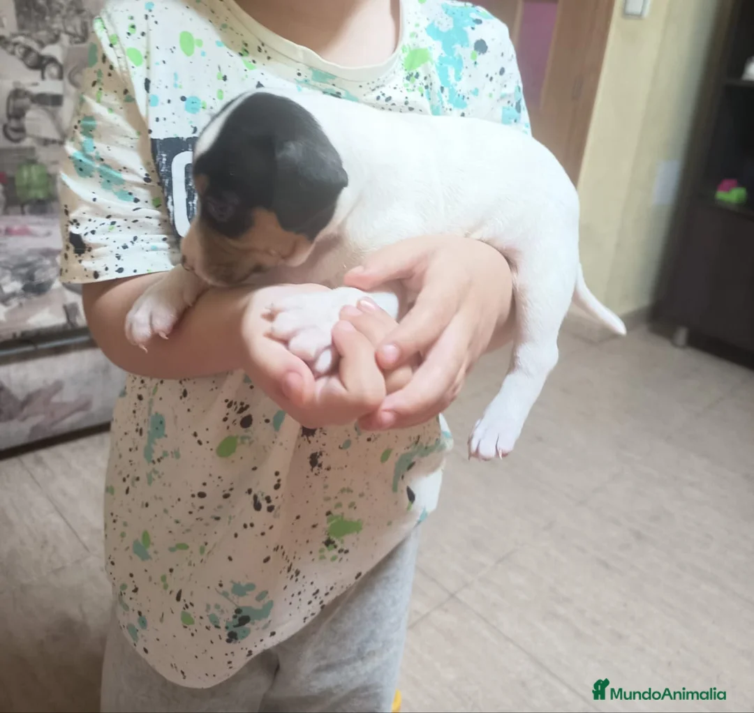 Otras razas perros en venta: BODEGUEROS PURA RAZA OPORTUNIDAD  - Anuncio 2