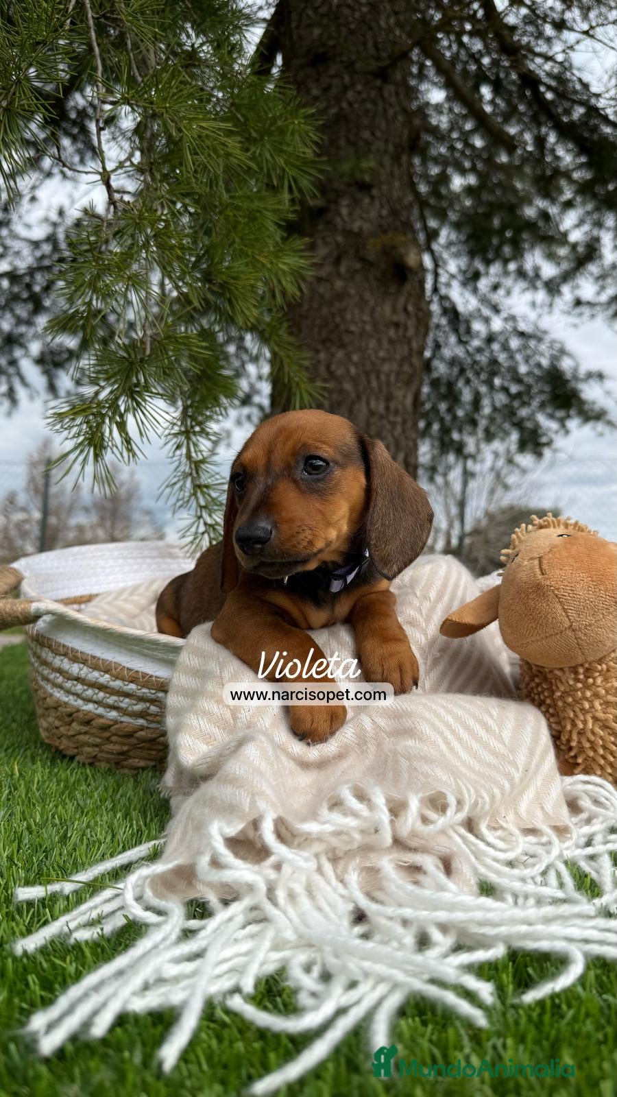 Teckel Miniatura perros CRIADERO TECKEL HOJA SECA en Asturias - Anuncio 21