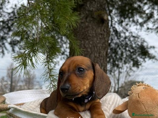 Teckel Miniatura perros en Asturias - Anuncio 14