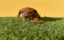 Teckel Miniatura perros en venta: Teckel miniatura merle chocolate diluido - Imagen 14