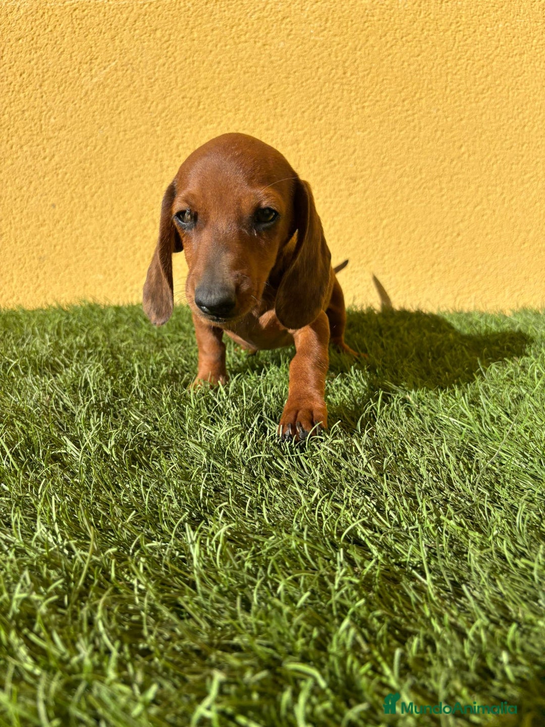 Teckel Miniatura perros en venta: Teckel miniatura merle chocolate diluido - Imagen 14