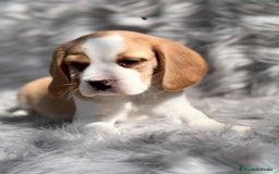 Beagle perros en venta: Beagle limon  en Barcelona - Imagen 5