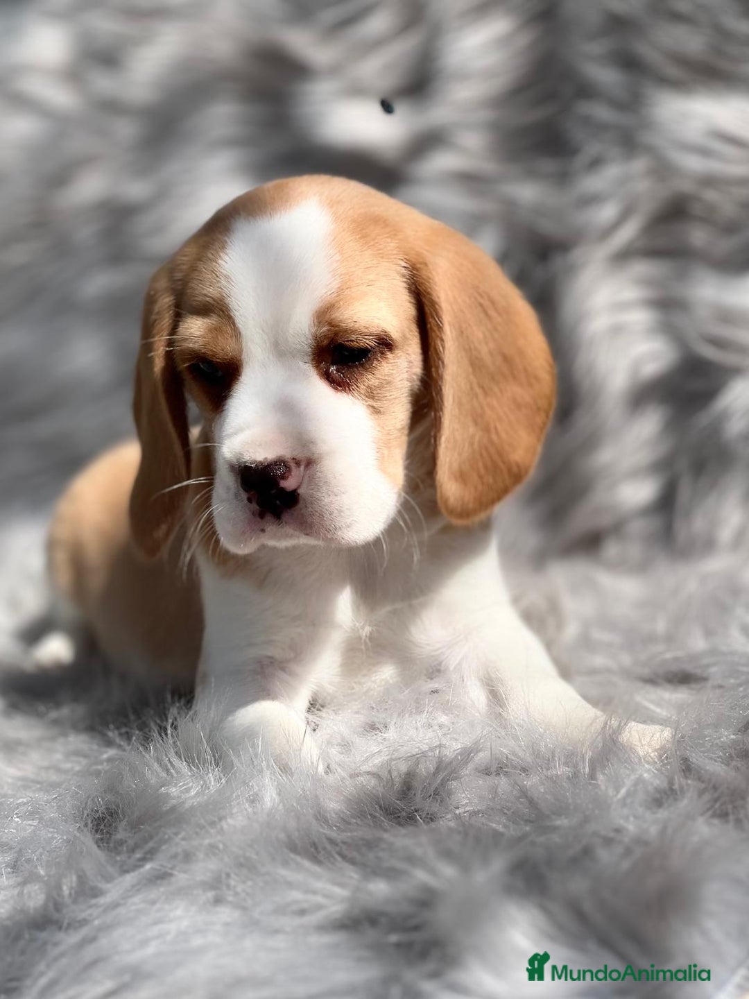 Beagle perros en venta: Beagle limon  en Barcelona - Imagen 5