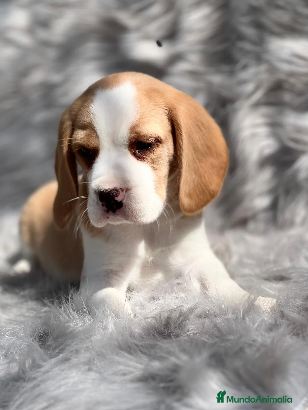 Beagle perros en venta: Beagle limon  en Barcelona - Anuncio 5