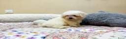 Bichón Maltés perros en venta: PRECIOSOS BICHON MALTES  LINEA TOY  - Anuncio 27