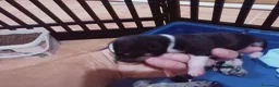 Chihuahua perros en venta: Camada Kiwi chihuahua  - Anuncio 7