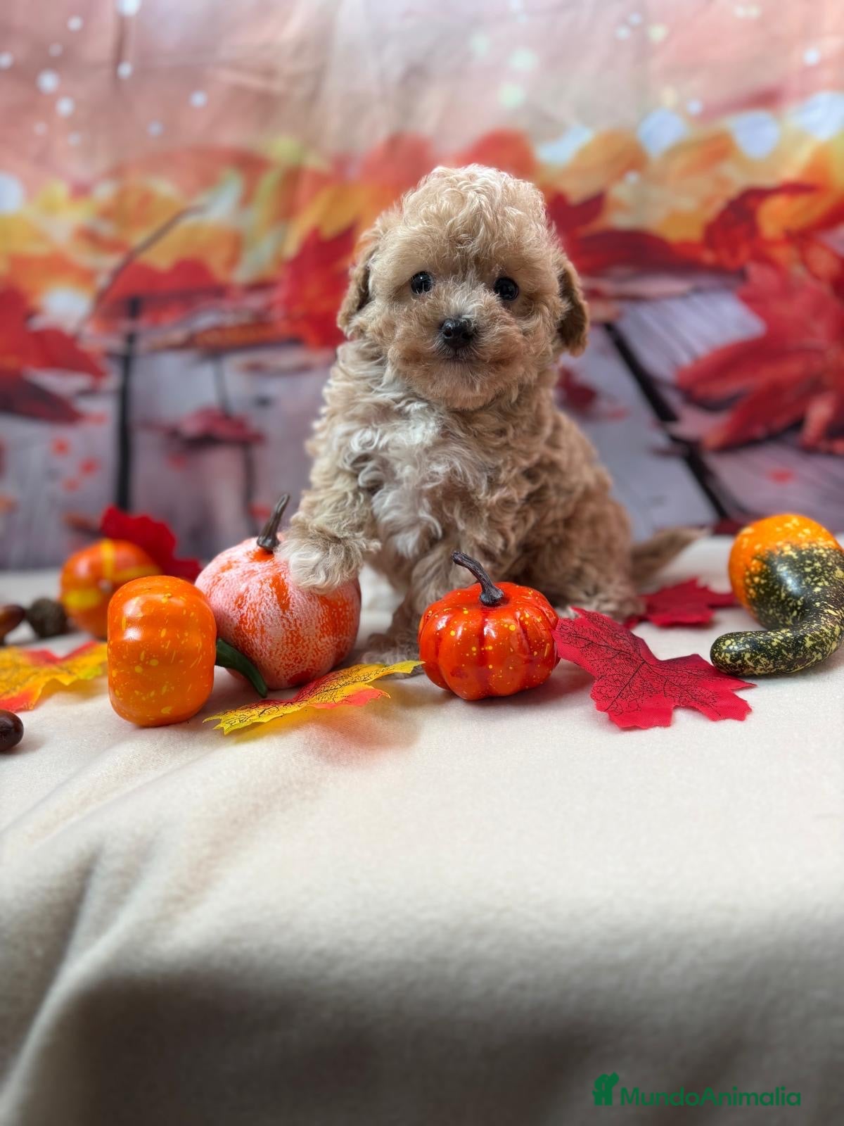 Maltipoo perros en venta: Maltipoo Toy Macho Disponible. - Anuncio 1