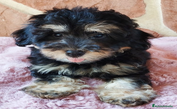 Maltipoo perros - Anuncio 2