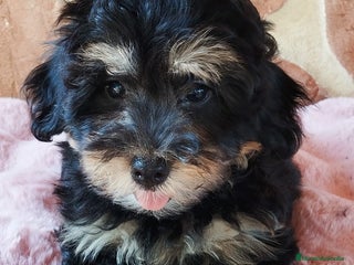 Maltipoo perros - Anuncio 7