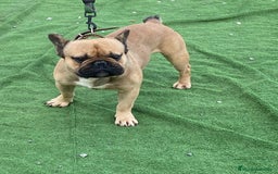 Bulldog Francés perros en venta: Bulldog francés standar  - Imagen 9